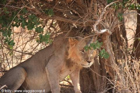 Adult male lion resting in the shade of a thorny bush