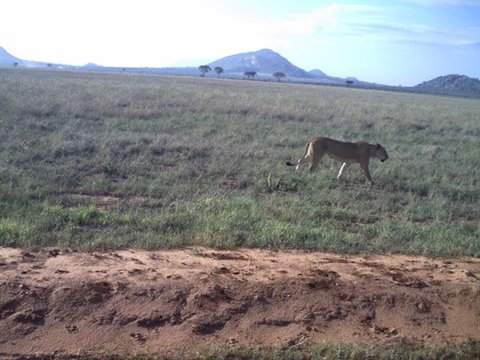 Lioness walking through savanna grass near red dirt, hills in the background