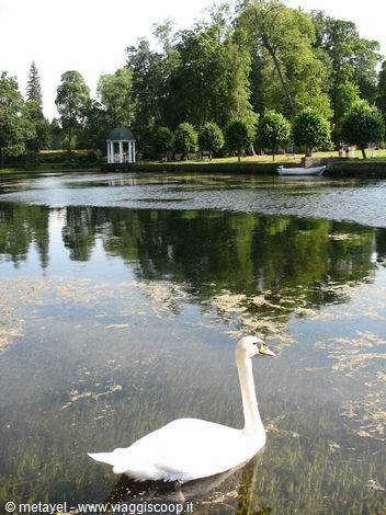 White swan swimming on the lake, white gazebo and trees behind