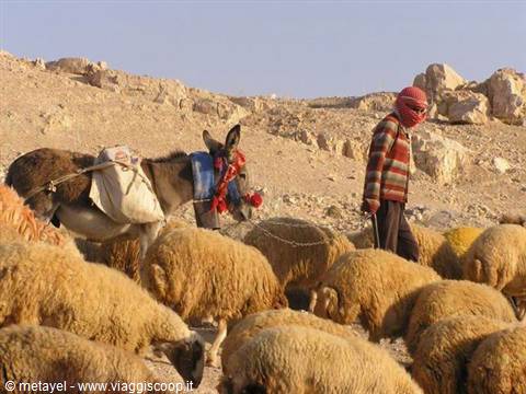 Bedouin shepherd with loaded donkey leads a flock of sheep across rocky desert