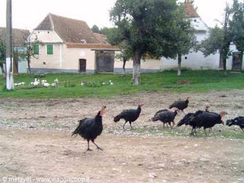 Black turkeys walk on dirt ground, farmhouses and geese on green grass