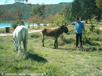 A man pets a donkey beside a white horse near the sea
