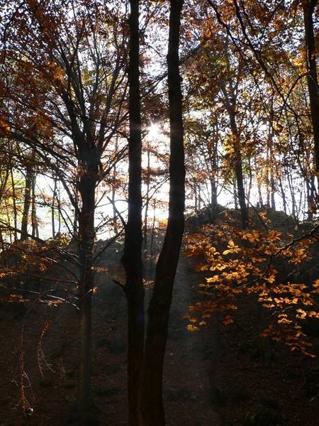 Sunlight through orange autumn beech trees, dark trunks backlit in the woods