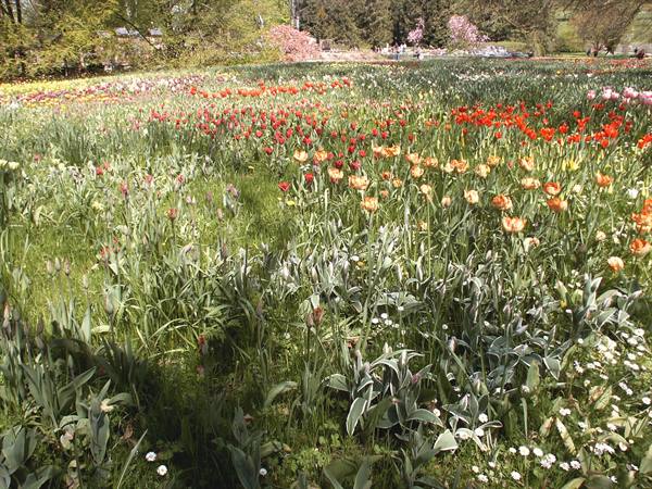 Mainau