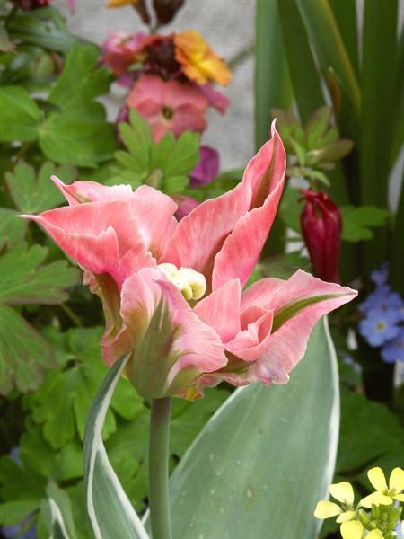 Mainau