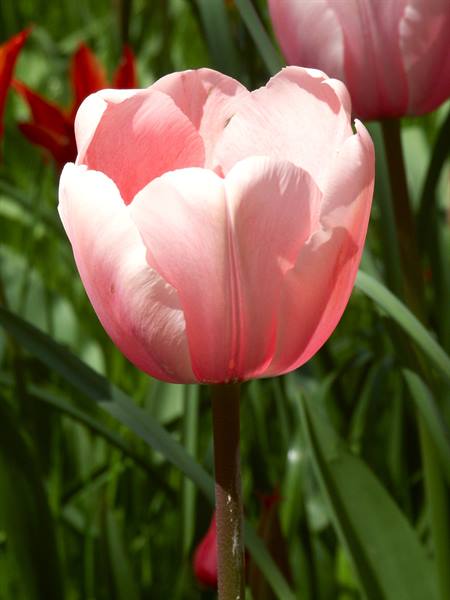 Mainau