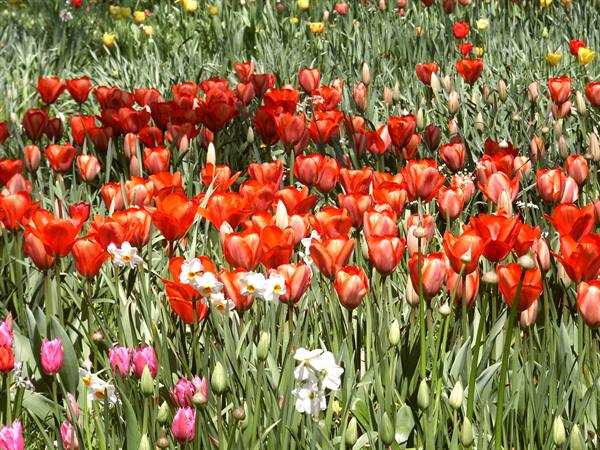 Mainau