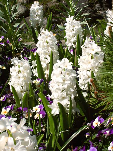 Mainau