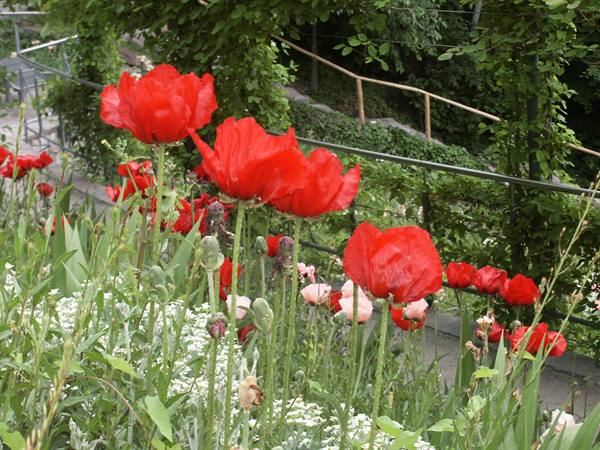Merano 052 - Gardens of Trauttmansdorff Castle