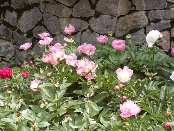 Merano 064 - Gardens of Trauttmansdorff Castle