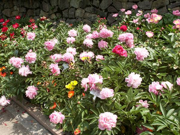 Merano 065 - Gardens of Trauttmansdorff Castle