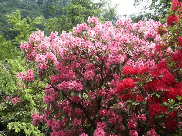 Merano 072 - Gardens of Trauttmansdorff Castle