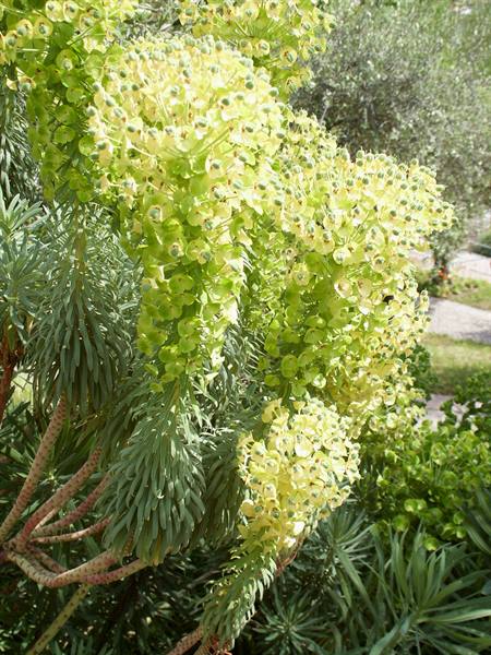 Merano 078 - Gardens of Trauttmansdorff Castle