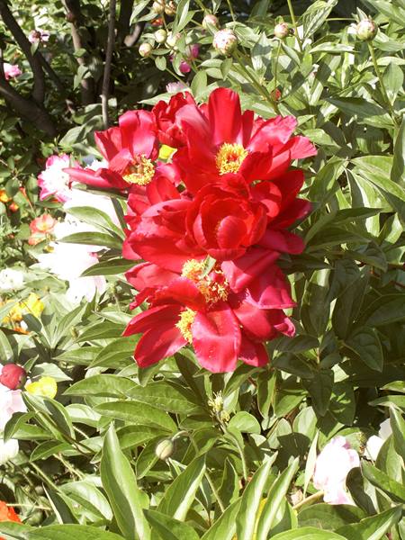 Merano 084 - Gardens of Trauttmansdorff Castle