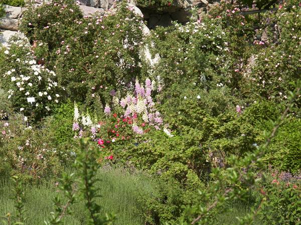 Merano 094 - Gardens of Trauttmansdorff Castle