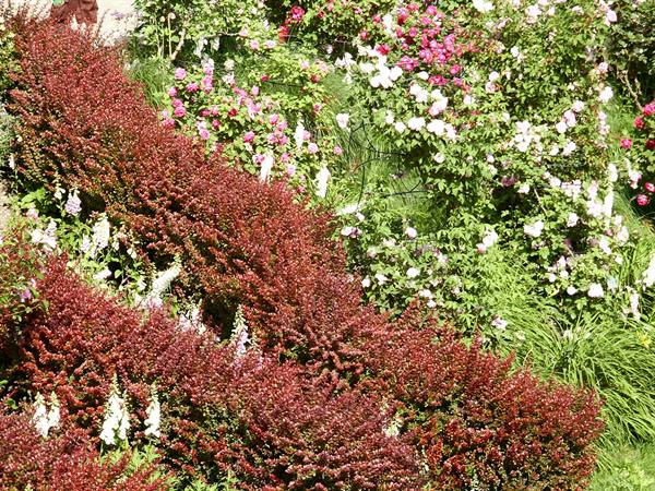 Merano 095 - Gardens of Trauttmansdorff Castle
