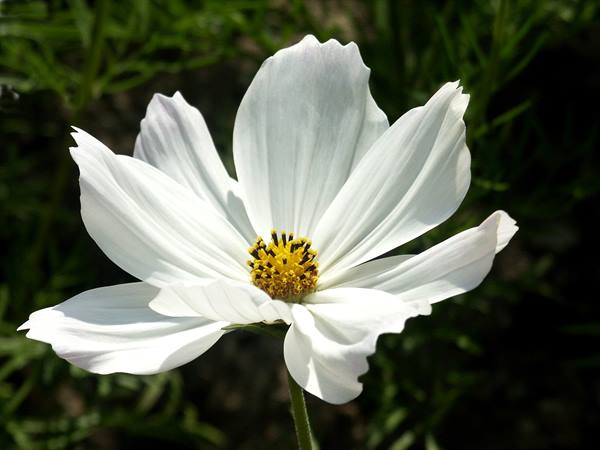 Merano 100 - Gardens of Trauttmansdorff Castle