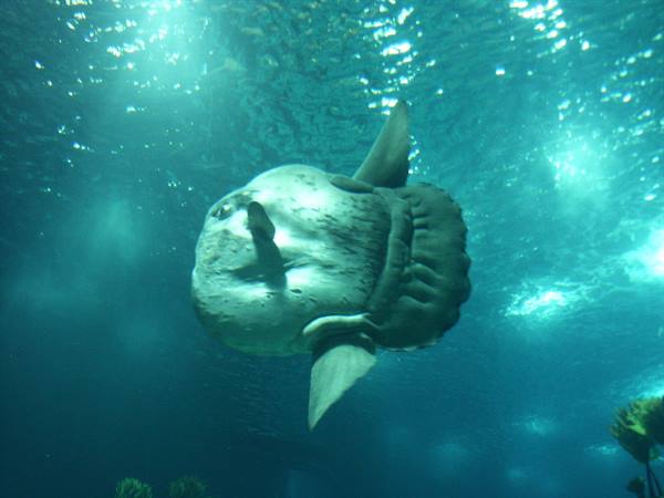 01 Lisbon - 06.26 Parque das Nações - Oceanarium