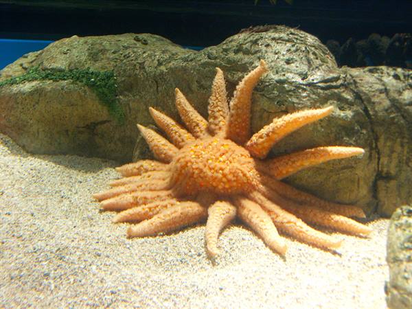 01 Lisbon - 06.36 Parque das Nações - Oceanarium