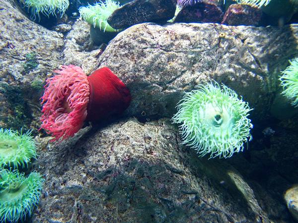 01 Lisbon - 06.38 Parque das Nações - Oceanarium