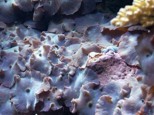 01 Lisbon - 06.42 Parque das Nações - Oceanarium