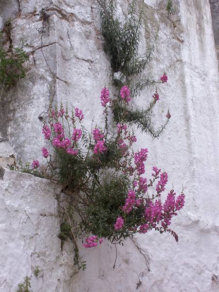10-15 - Ceglie Messapica - Old town