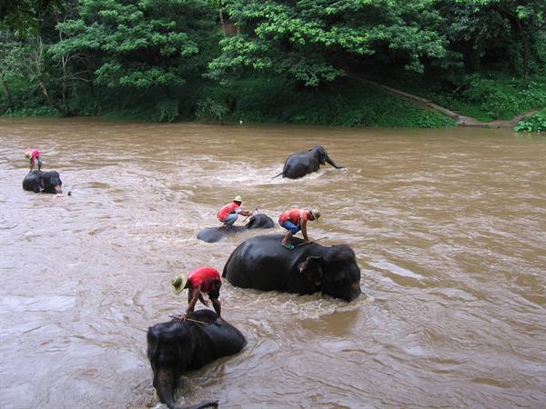 Maetaman Elephant Camp