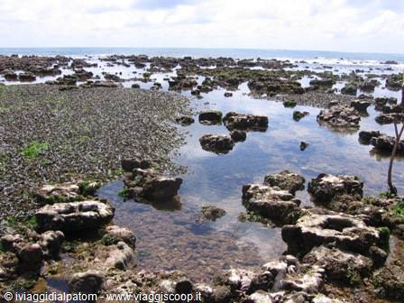 Malindi: the coral reef