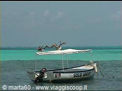 Pelicans perched on the canopy of a leisure boat in turquoise sea