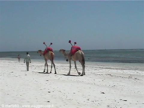 Two camels with red saddles walk on white beach beside a handler