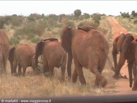Herd of elephants crossing the red dirt road in Tsavo savanna