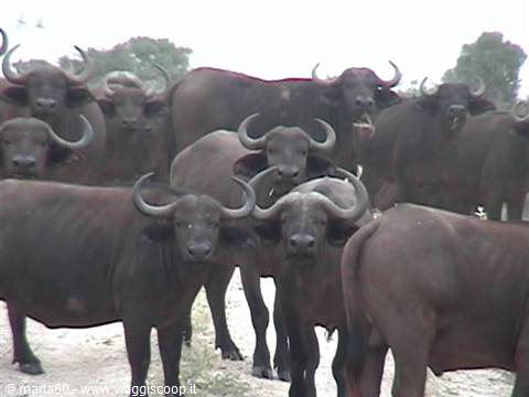 Herd of buffalo with large horns on sandy ground, daylight