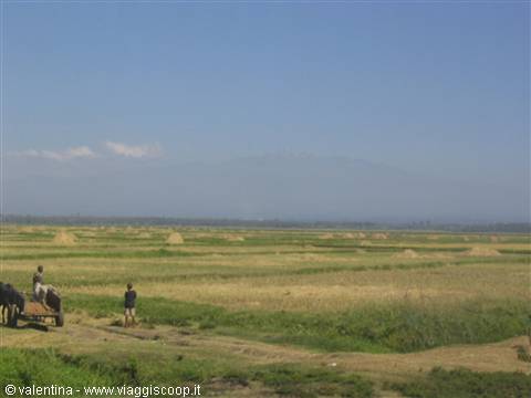 the rice fields