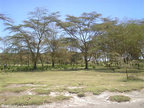 Naivasha