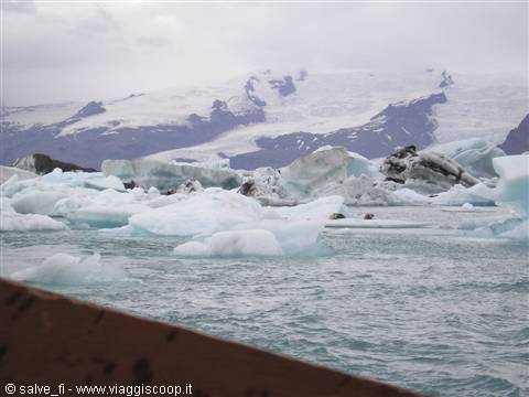 seals at Jokulsarlon