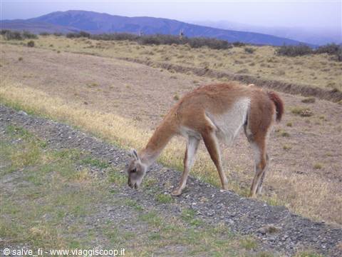 guanaco