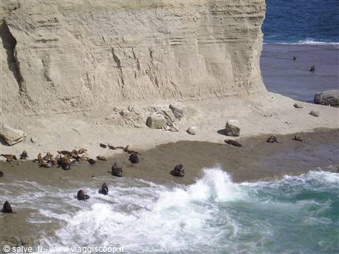 Sea lions