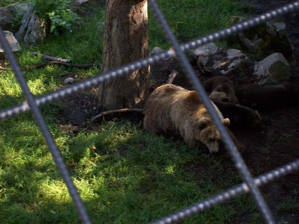 bears at Skansen
