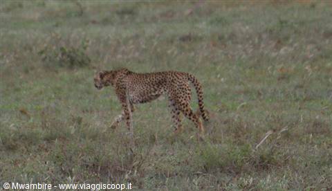 A cheetah walks through dry savanna grass in soft light
