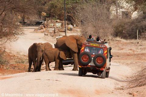 elephant