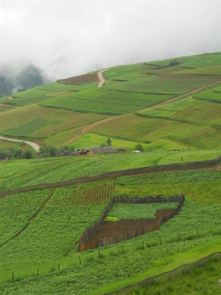 Green cultivated fields on misty hills, farmhouse with grey roofs, dirt road