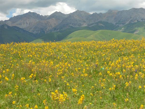Meadow of yellow wildflowers before grassy mountains under clouds