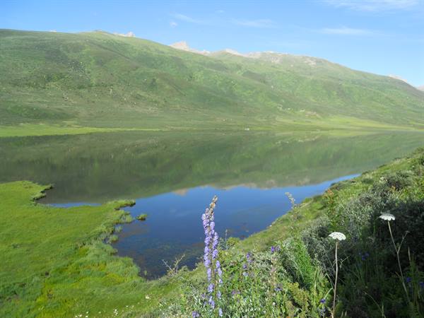 Purple flower in foreground before an alpine lake ringed by green hills