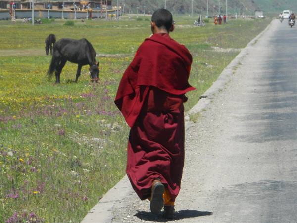 Young Buddhist monk in red robes walks along the road, horse grazing nearby