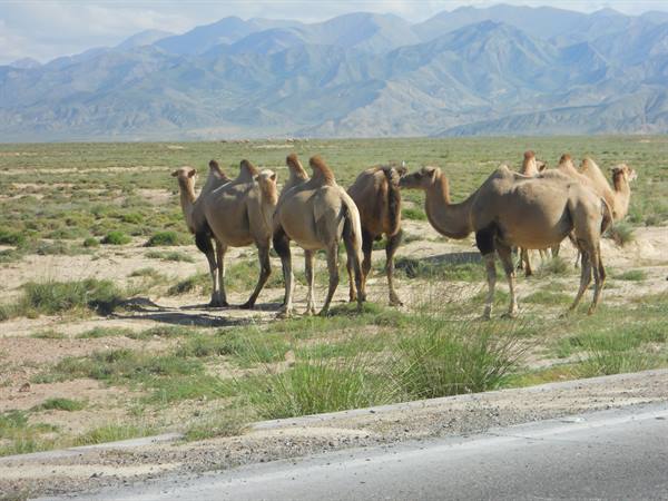 camels at 3000 m