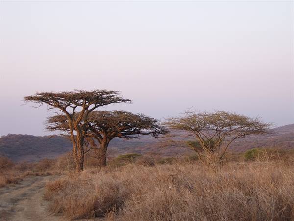 Acacia trees among dry grass along a dirt track, hazy pale light