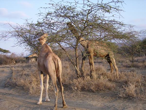 At the Camel Camp