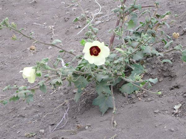 Flowers in the savannah