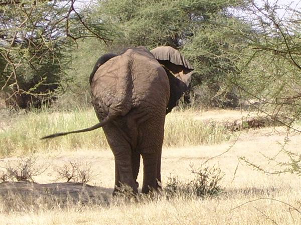 Elephant....