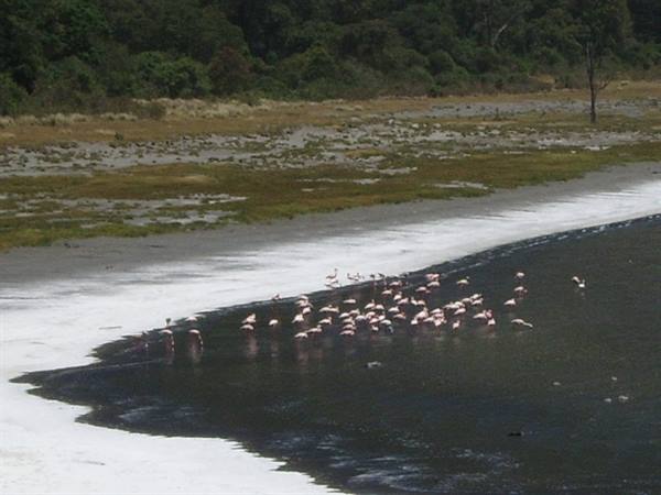 Flamingos at the Empakaai Crater